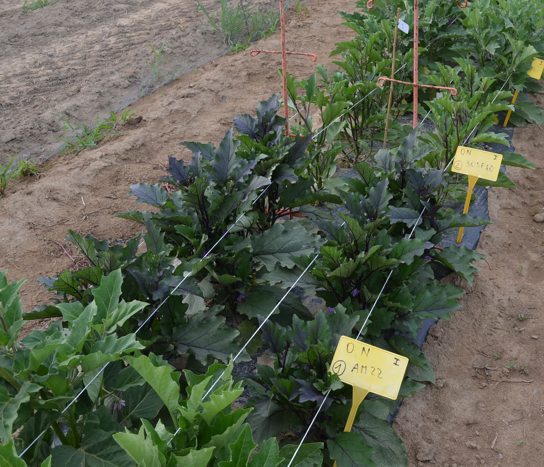 Field eggplant experiment growth at different N concentrations (CREA GB Montanaso Lombardo (LO), Italy – copyright G.L. Rotino)