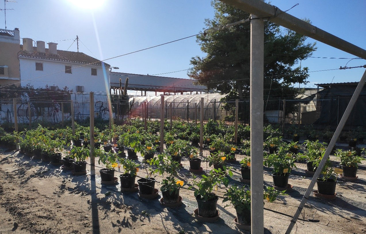Field-potted eggplant experiment growth at low N concentration (IPV Valencia, Spain – copyright J. Prohens)  