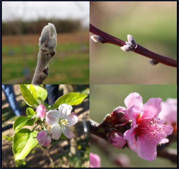 Picture Project FruitFlow